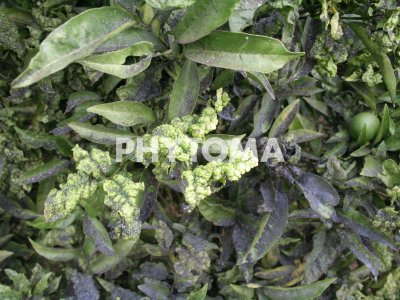 Trioza erytreae ( HLB ) 